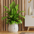 Artificial Plants