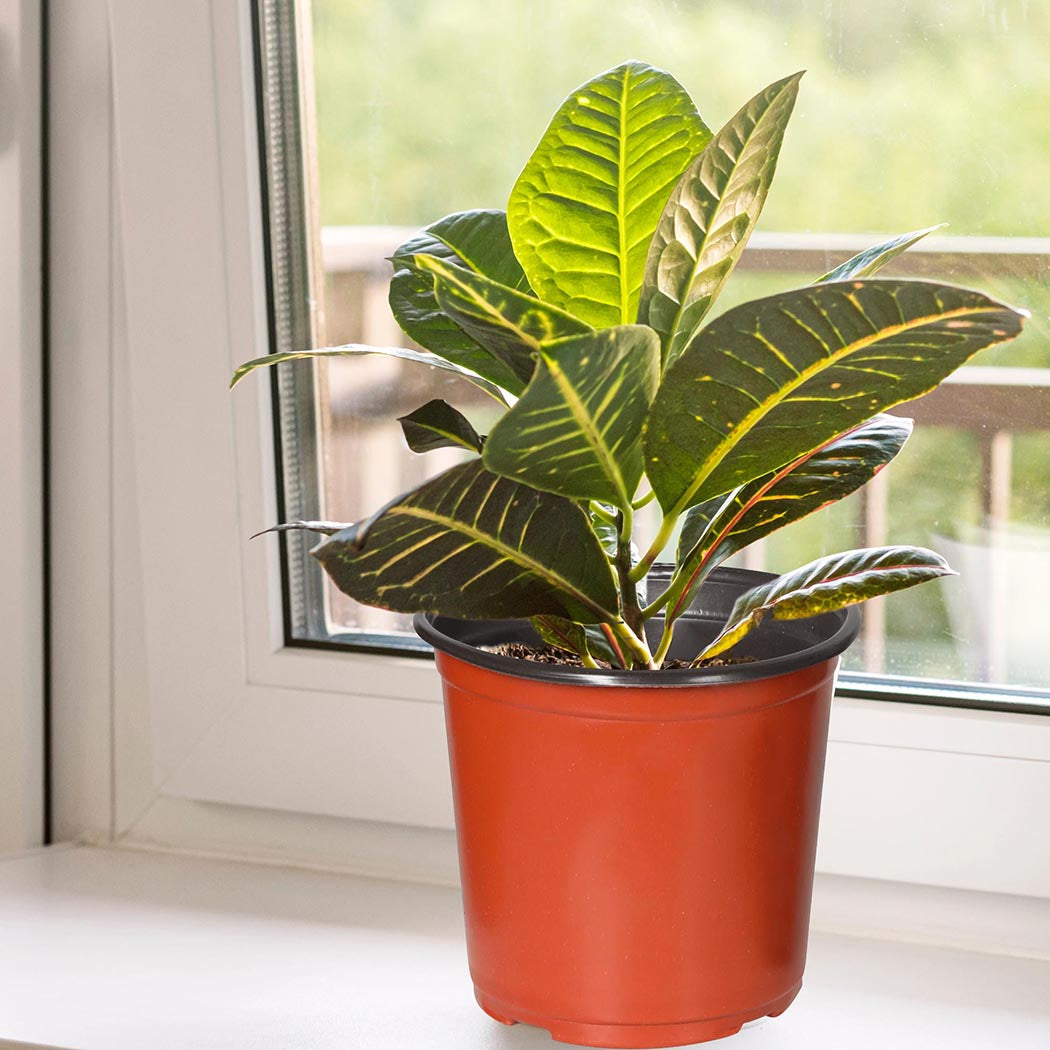Lambu 100x Plastic Plant Pots Bulk Flowers XX-Large-1942353756175863815