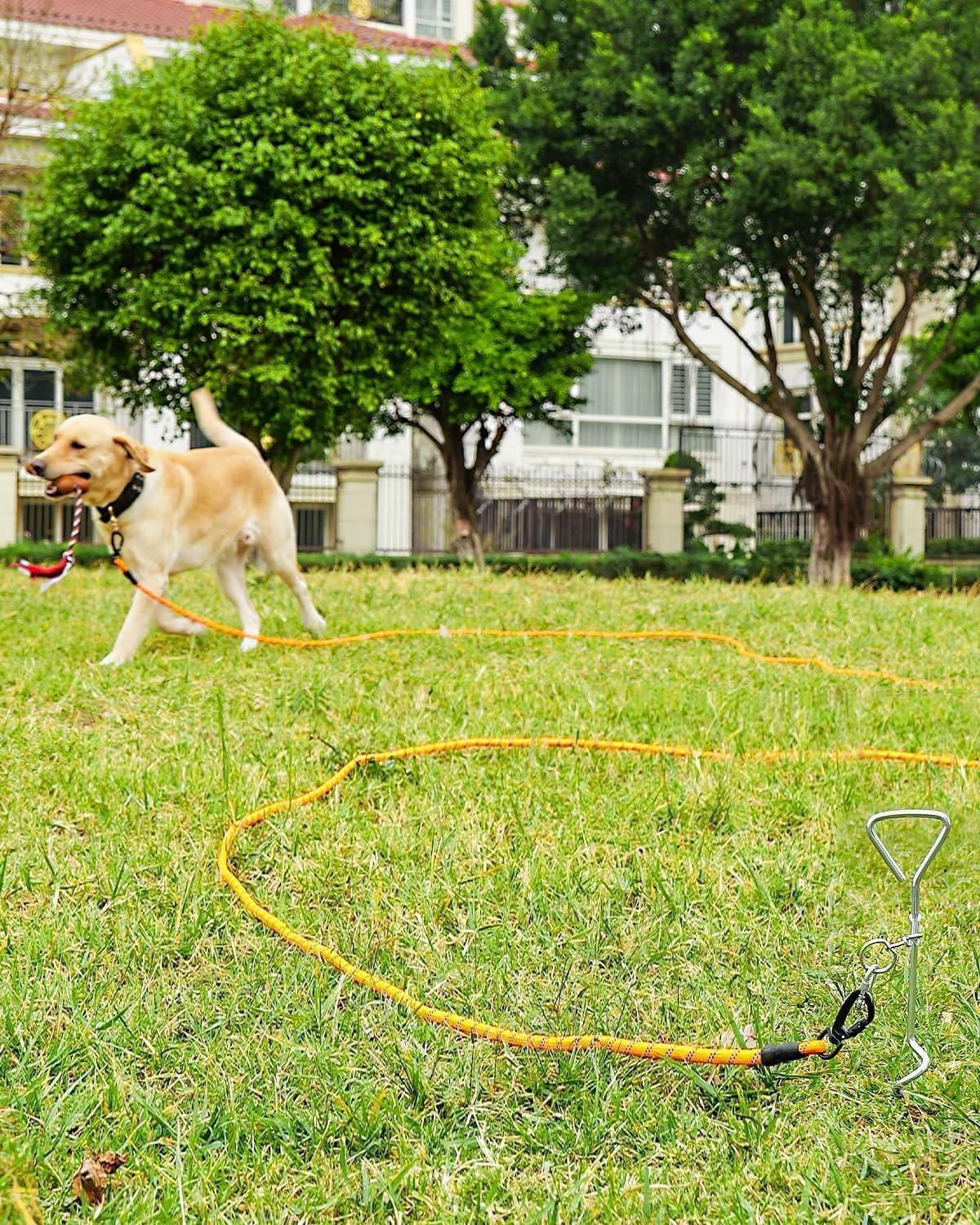 Long Leash for Dog with Removable Padded Handle, Heavy Duty Lead Large Medium Dogs,15FT/30FT/50FT/65FT Reflective Training Play, Camping, Backyard Tie Out, Orange, 30FT Orange