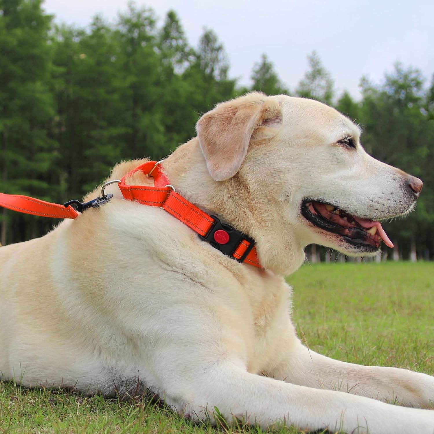 Martingale Dog Collar(16-20"), 6FT Double Handle Leash for Training, Orange -