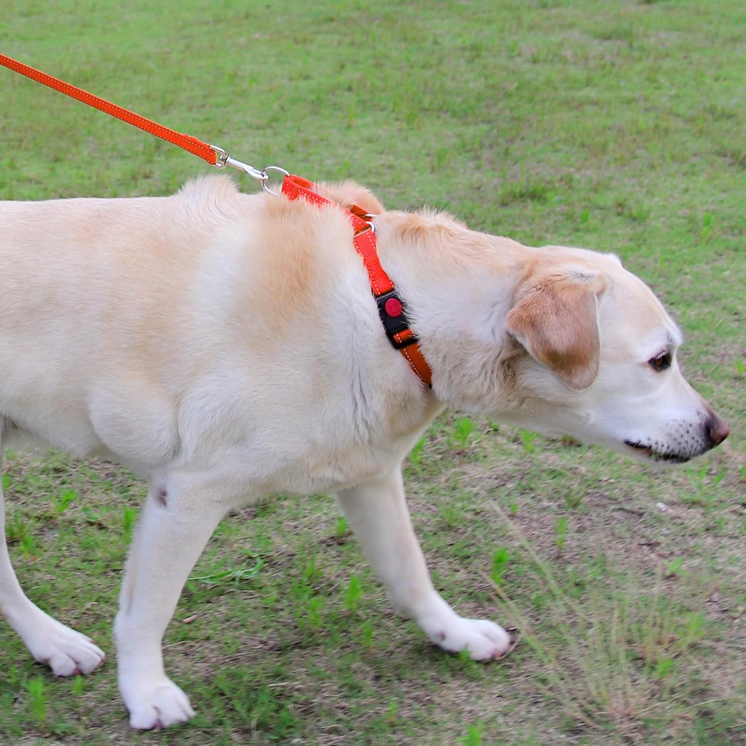 Martingale Dog Collar(16-20"), 6FT Double Handle Leash for Training, Orange -