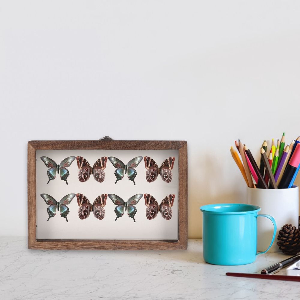 Insect Display Box for Kids, 31x22x4.5cm, Coffee Color, Educational Pinning Kit for Children