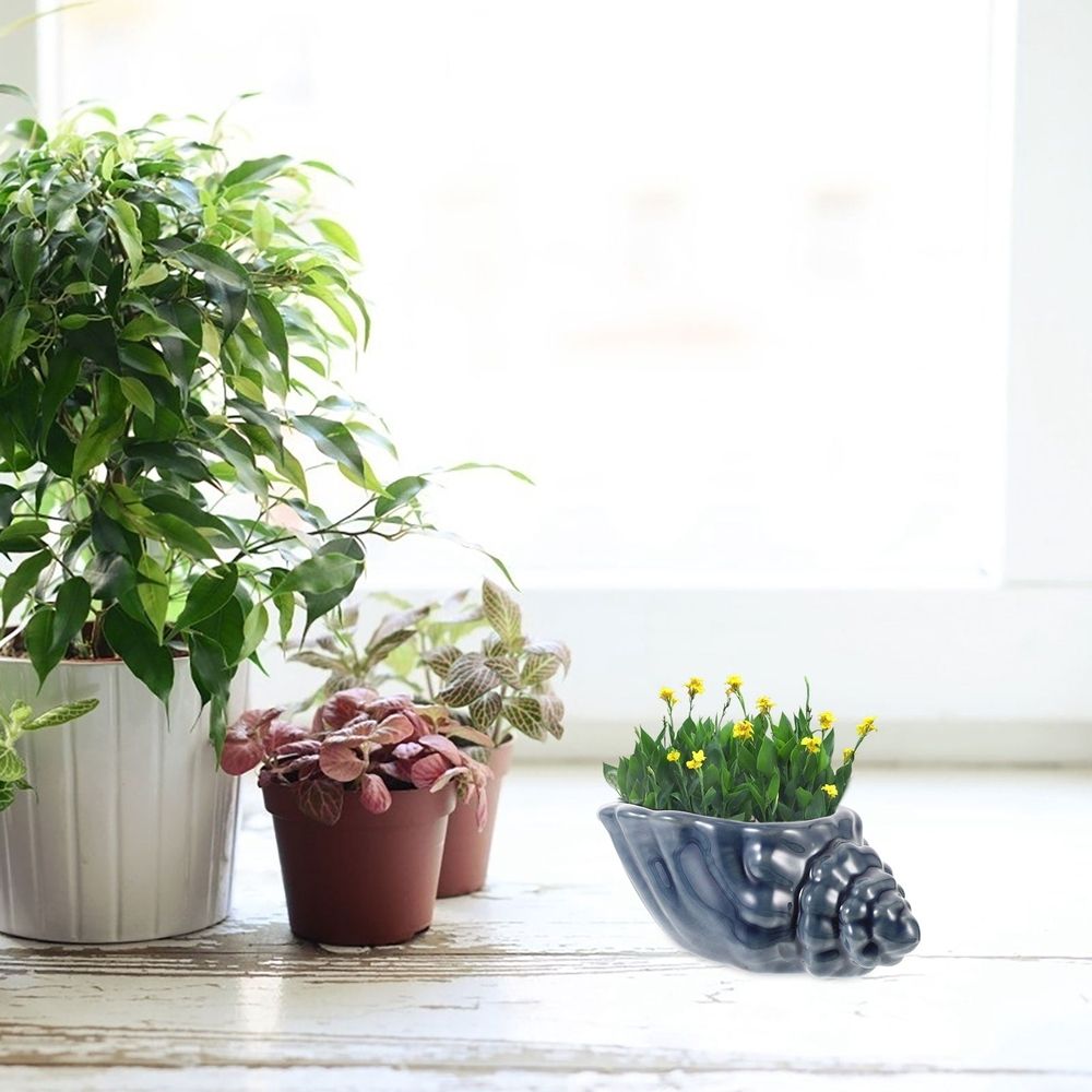 Hanging Plant Pot Conch Creative Flowerpot Design